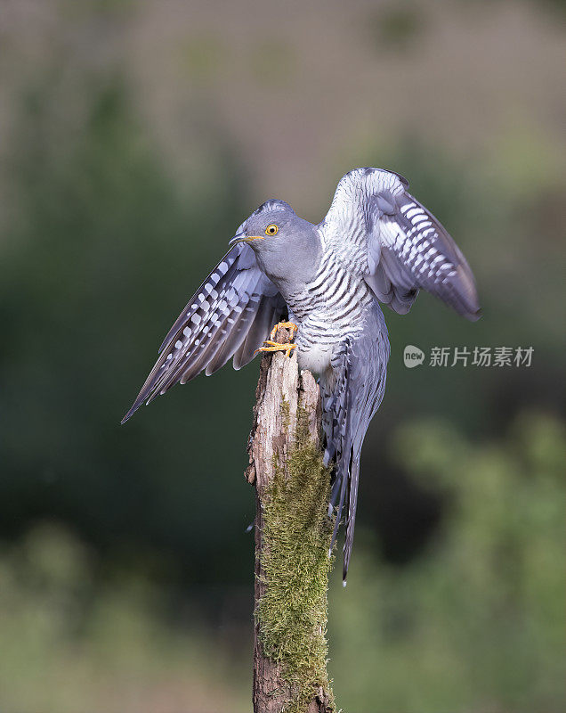 雄性杜鹃(Cuculus canorus)